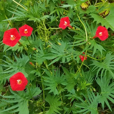 Red Cardinal Climber Palm Leaf  Ipomoea sloteri cardinalis- 15 Seeds