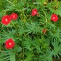 Red Cardinal Climber Palm Leaf  Ipomoea sloteri cardinalis- 15 Seeds