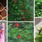 Red Cardinal Climber Palm Leaf  Ipomoea sloteri cardinalis- 15 Seeds