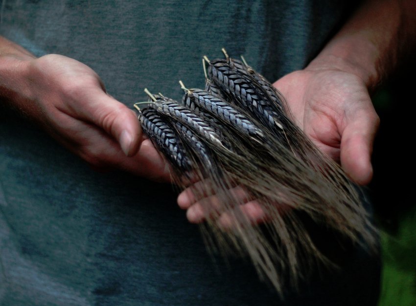 Rare Heirloom Ancient Wheat Grain True Black Winter Emmer Triticum dicoccon var. atratum - 80 Seeds