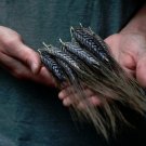 Rare Heirloom Ancient Wheat Grain True Black Winter Emmer Triticum dicoccon var. atratum - 80 Seeds