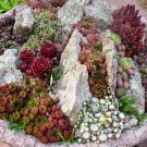 Fairy Garden Mixed Cactus Hen and Chick's Succulents Sempervivum - 50 Seeds