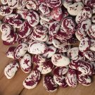 Heirloom Fagioli del Papa Christmas Lima Bean Organic Phaseolus lunatus - 30 Seeds