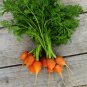French Heirloom Carrot Paris Market Tonda di Parigi Organic Daucus carota - 100 Seeds