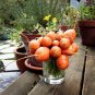 French Heirloom Carrot Paris Market Tonda di Parigi Organic Daucus carota - 100 Seeds