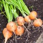 French Heirloom Carrot Paris Market Tonda di Parigi Organic Daucus carota - 100 Seeds