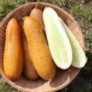 Heirloom Cucumber Poona Kheera Gourmet Cucumis sativus - 25 Seeds