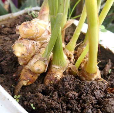 Edible Culinary Ginger Zingiber officinale Organic - Live Plant