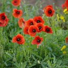 Red Flanders Poppy Papaver rhoeas - 1000 Seeds