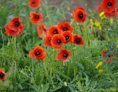 Red Flanders Poppy Papaver rhoeas - 1000 Seeds