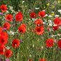 Red Flanders Poppy Papaver rhoeas - 1000 Seeds