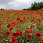Red Flanders Poppy Papaver rhoeas - 1000 Seeds