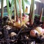 Edible Culinary Ginger Zingiber officinale Organic - Live Plant