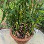 Edible Culinary Ginger Zingiber officinale Organic - Live Plant