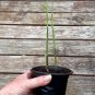 Edible Culinary Ginger Zingiber officinale Organic - Live Plant