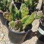Cactus Prickly Pear Opuntia Fat Fingers - Live Plant