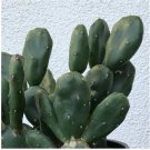 Cactus Prickly Pear Opuntia Fat Fingers - Live Plant