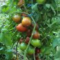Heirloom Tomato Black Trifele Lycopersicon esculentum - 25 Seeds