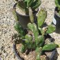 Cactus Prickly Pear Opuntia Fat Fingers - Live Plant