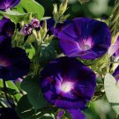 Morning Glory Kniolan Black Knight Ipomoea purpurea - 10 Seeds