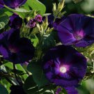 Goth Garden Campanella Vine Knowlians Black Morning Glory Ipomoea purpurea - 10 Seeds