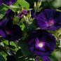 Goth Garden Campanella Vine Knowlians Black Morning Glory Ipomoea purpurea - 10 Seeds