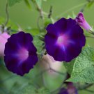 Morning Glory Kniolas Black Knight Ipomoea purpurea - 10 Seeds