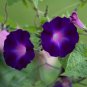 Morning Glory Kniolas Black Knight Ipomoea purpurea - 10 Seeds