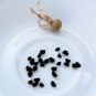 Morning Glory Kniolas Black Knight Ipomoea purpurea - 10 Seeds