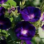 Morning Glory Kniolas Black Knight Ipomoea purpurea - 10 Seeds