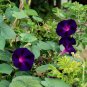 Morning Glory Kniolas Black Knight Ipomoea purpurea - 10 Seeds