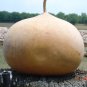 Giant African Bushel Basket Gourd Lagenaria siceraria - 10 Seeds