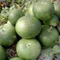 Giant African Bushel Basket Gourd Lagenaria siceraria - 10 Seeds