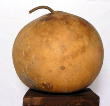 Giant African Bushel Basket Gourd Lagenaria siceraria - 10 Seeds