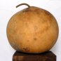 Giant African Bushel Basket Gourd Lagenaria siceraria - 10 Seeds