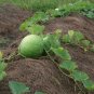 Giant African Bushel Basket Gourd Lagenaria siceraria - 10 Seeds