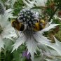 Giant Silver Sea Holly Eryngium giganteum - 20 Seeds