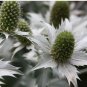 Giant Silver Sea Holly Eryngium giganteum - 20 Seeds