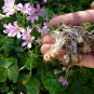 Wild Pink Woodsorrel Oxalis crassipes - 5 Corms Bulbs