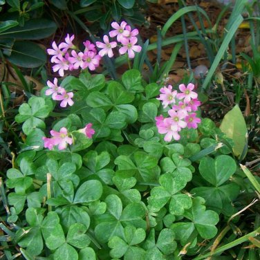 Wild Pink Woodsorrel Oxalis crassipes - 5 Corms Bulbs