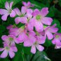 Wild Pink Woodsorrel Oxalis crassipes - 5 Corms Bulbs
