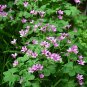 Wild Pink Woodsorrel Oxalis crassipes - 5 Corms Bulbs