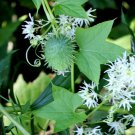 Ornamental Wild Cucumber Native Echinocystis lobata - 8 Seeds