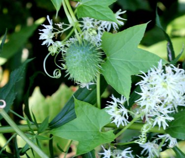 Ornamental Wild Cucumber Native Echinocystis lobata - 8 Seeds