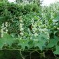 Ornamental Wild Cucumber Native Echinocystis lobata - 8 Seeds