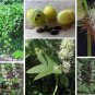 Ornamental Wild Cucumber Native Echinocystis lobata - 8 Seeds