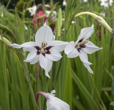 Unusual Abyssinian Peacock Lily Acidanthera murielae - 8 Bulbs