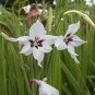 Unusual Abyssinian Peacock Lily Acidanthera murielae - 8 Bulbs