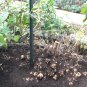 Organic Sunchokes Jerusalem Artichokes Helianthus tuberosus - 5 Bulbs Tubers