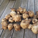 Organic Sunchokes Jerusalem Artichokes Helianthus tuberosus - 5 Bulbs Tubers